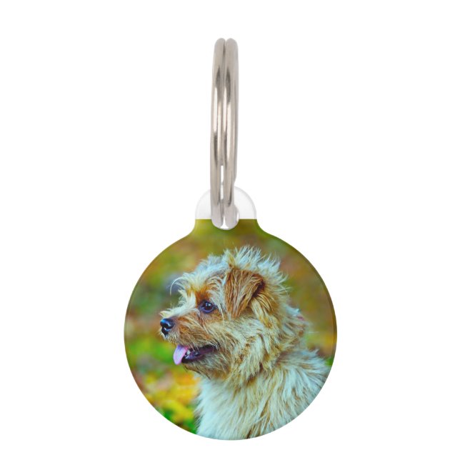 Placa Para Mascotas Perro terrier Norfolk. (Anverso)