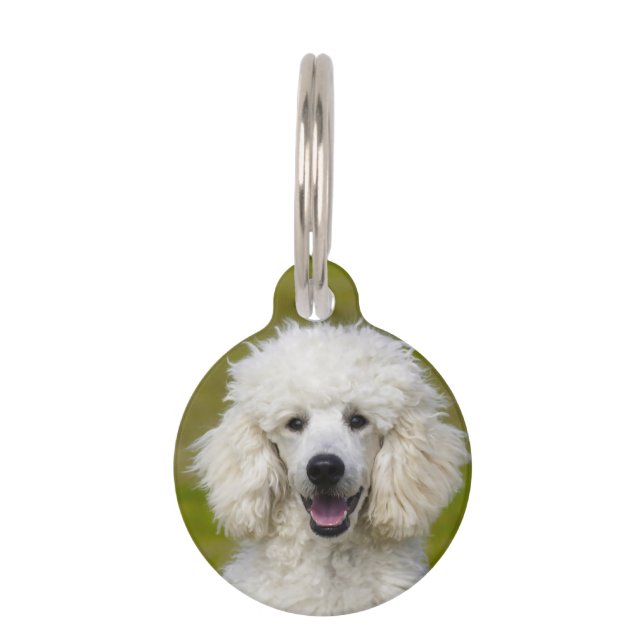 Placa Para Mascotas Perros Caniche. (Anverso)
