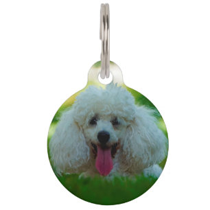 Placa Para Mascotas Perros Caniche.