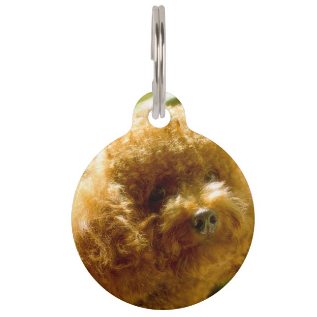 Placa Para Mascotas Perros Caniche. (Anverso)