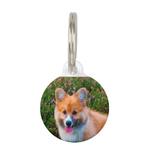 Placa Para Mascotas Perros Corgi Galés.