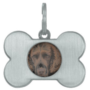 Placa Para Mascotas Perros de Springer ingleses