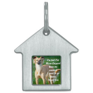 Placa Para Mascotas Perros Whippet de pelo largo