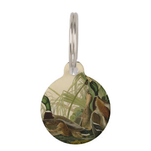 Placa Para Mascotas Pintura de pájaro de Mallard Duck Audubon