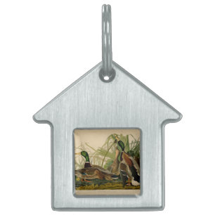 Placa Para Mascotas Pintura de pájaro de Mallard Duck Audubon