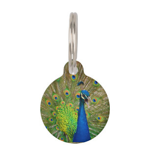 Placa Para Mascotas Plumaje perfecto del pavo real