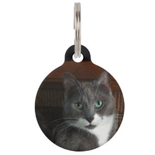 Placa Para Mascotas Polvoriento