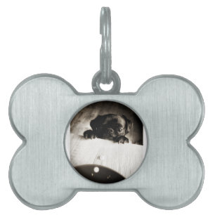 Placa Para Mascotas pug asomándose en bn