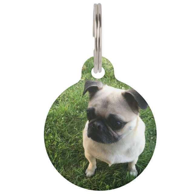 Placa Para Mascotas Pug Puppy (Anverso)