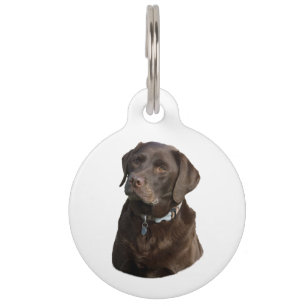 Placa Para Mascotas Retrato fotográfico de perro Labrador de chocolate