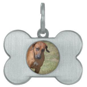 Placa Para Mascotas Rhodesia Ridgeback Prancing