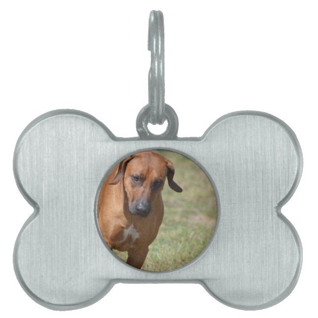 Placa Para Mascotas Rhodesia Ridgeback Prancing (Frente)