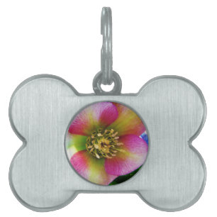 Placa Para Mascotas Rosa rosa de Cuaresma,