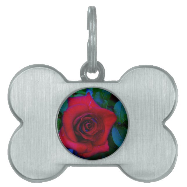 Placa Para Mascotas Roses rojos con tonos azules (Frente)