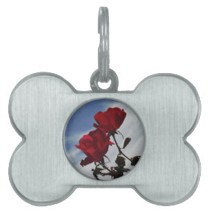 Placa Para Mascotas Roses rojos contra un brillante cielo azul