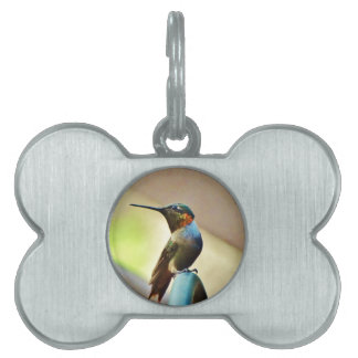 Placa Para Mascotas Ruby encaramado y colibrí verde