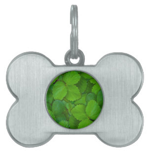 Placa Para Mascotas Sacro Basil Hojas de la Moneda Verde de Tulsi