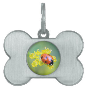 Placa Para Mascotas señora de arriba