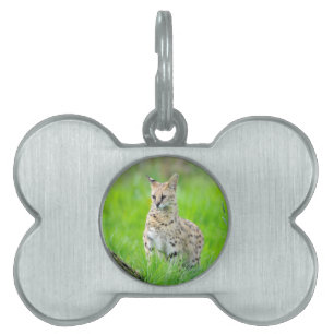 Placa Para Mascotas Serval en la hierba