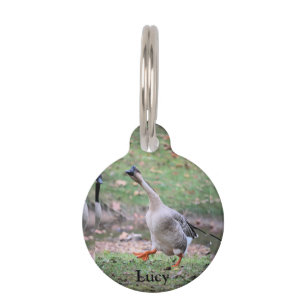 Placa Para Mascotas Silly Goose