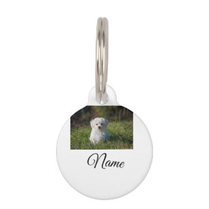 Placa Para Mascotas Simple animal colorido agregar nombre foto persona