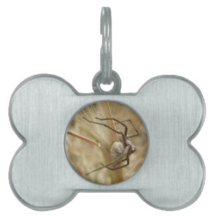 Placa Para Mascotas Spider and Egg Sac Pet Tag