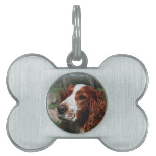 Placa Para Mascotas Springer Spaniel Dog Art