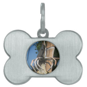 Placa Para Mascotas Sr. Crustacean AKA Cabeza de langosta ... Infierno