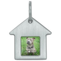 Staffordshire Bull Terrier Atento, 
