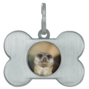 Placa Para Mascotas Suricata_2015_0501