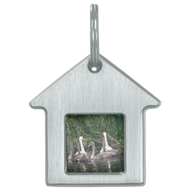 Placa Para Mascotas Swans y Cygnets Pet Tag (Frente)