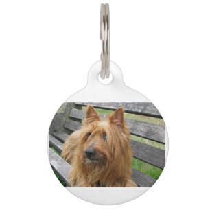Placa Para Mascotas terrier australiano en banco.png