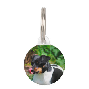 Placa Para Mascotas Terrier Parson Russell.