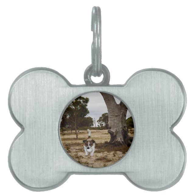 Placa Para Mascotas Tiempo de juego de bolas Fox Terrier, (Frente)