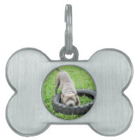 Tiempo de juego del Blue Staffordshire Bull Terrie