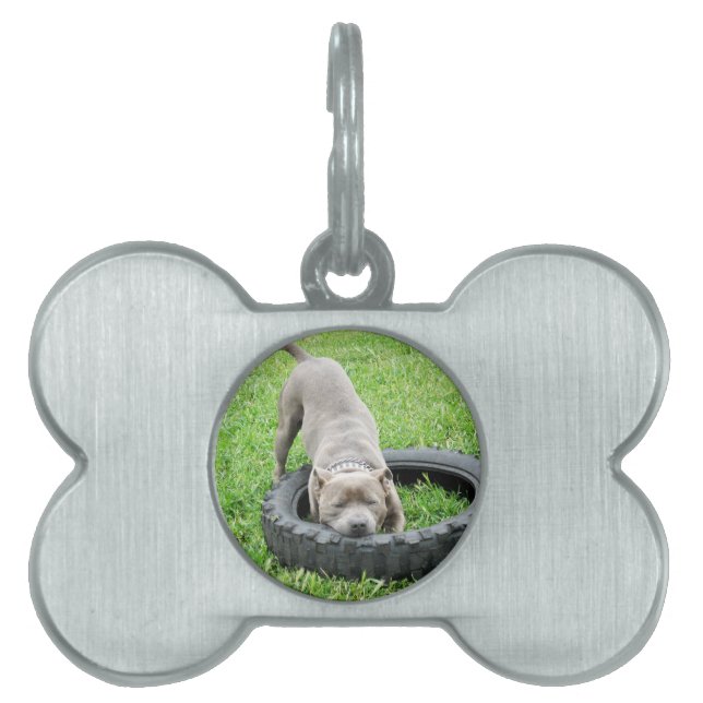 Placa Para Mascotas Tiempo de juego del Blue Staffordshire Bull Terrie (Frente)