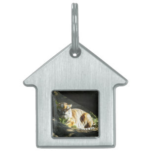 Placa Para Mascotas Tiger Catnap