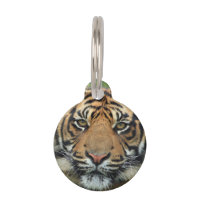 Tigre