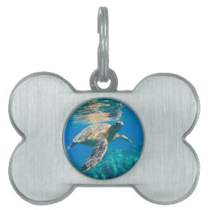 Placa Para Mascotas Tortuga de mar de la natación