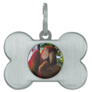 Placa Para Mascotas Tostada de loro de Macaw escarlata