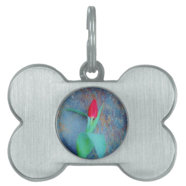 Placa Para Mascotas Tulipán rojo sobre pizarra gris azul (Frente)