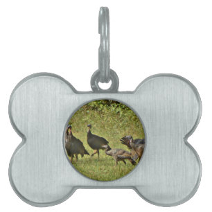 Placa Para Mascotas Turquía salvaje, colores de camuflaje
