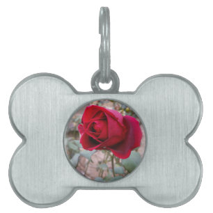 Placa Para Mascotas última rosa roja