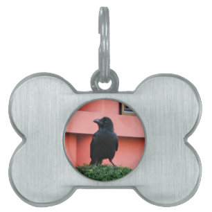 Placa Para Mascotas Un Círculo De Jungla De Gran Montura Una Percha En