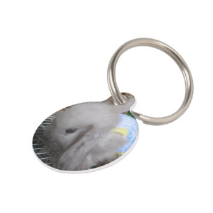 Placa Para Mascotas Un conejo vestido