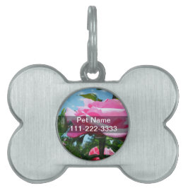 Placa Para Mascotas Una rosa rosa grandiosa en el cielo azul. Fotograf