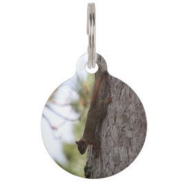 Placa Para Mascotas Upside Down Squirrel Pet Tag