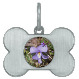 Placa Para Mascotas Violeta de pies-pájaros con Bluets