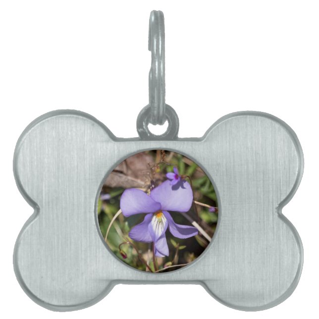 Placa Para Mascotas Violeta de pies-pájaros con Bluets (Frente)