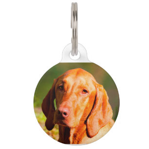 Placa Para Mascotas Vizla húngaro